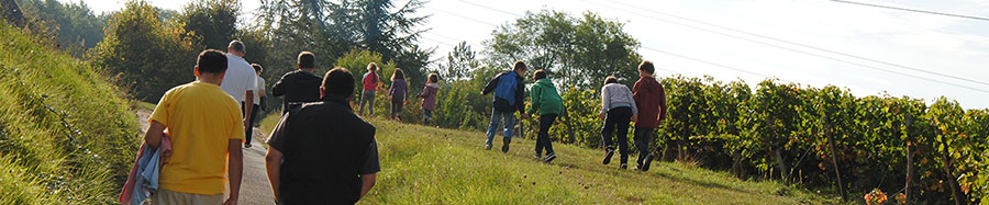 randonnées dans les vignes saumur champigny