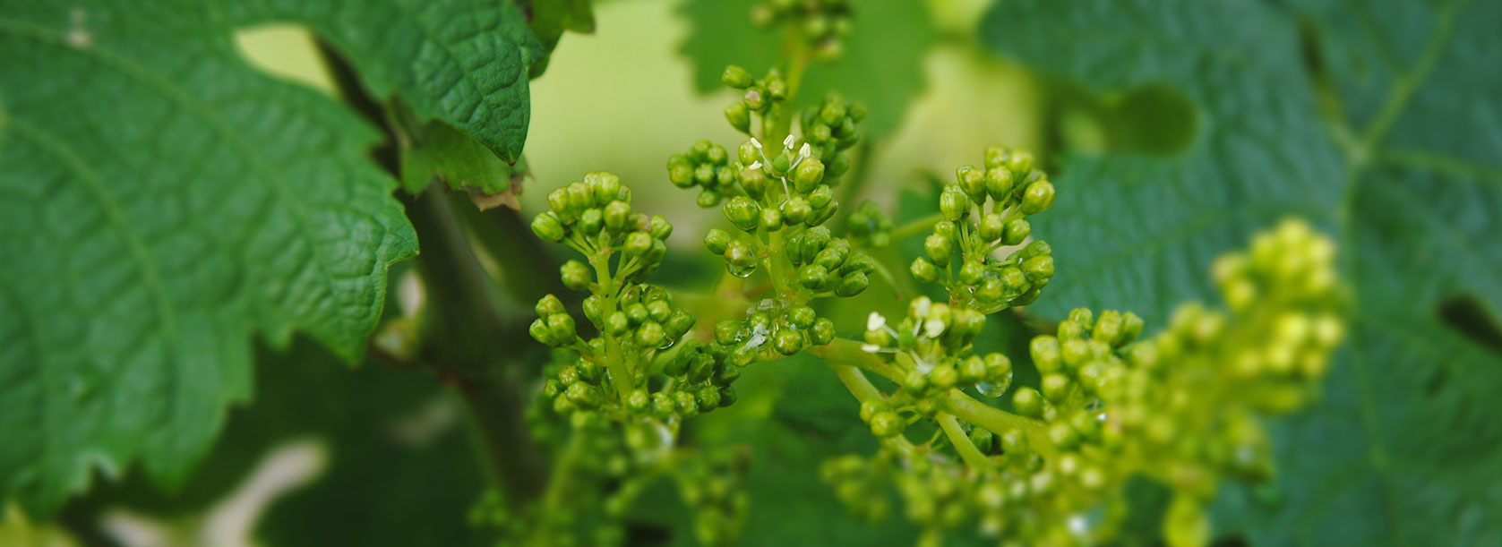 diapo ete 1 vigne en floraison