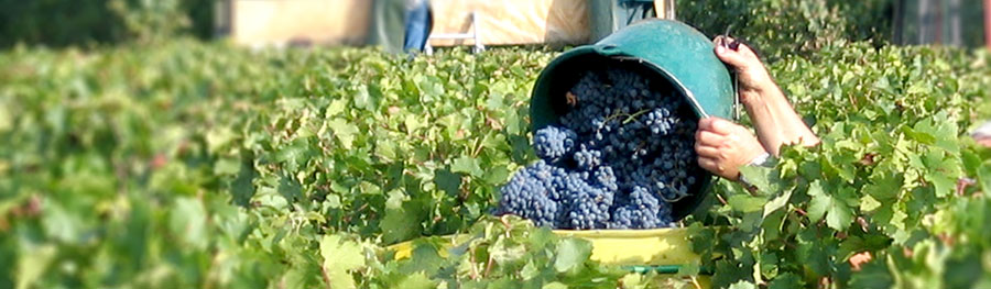 vendanges